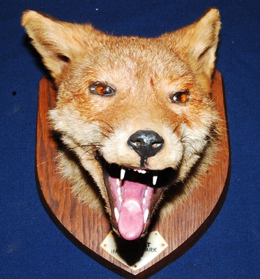 Lot 589 - * A 20th century taxidermy Fox (Vulpes vulpes)...