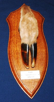 Lot 592 - * A 20th century taxidermy Deer slot, mounted...