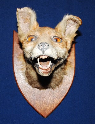 Lot 617 - * A mid-20th century taxidermy Fox (Vulpes...