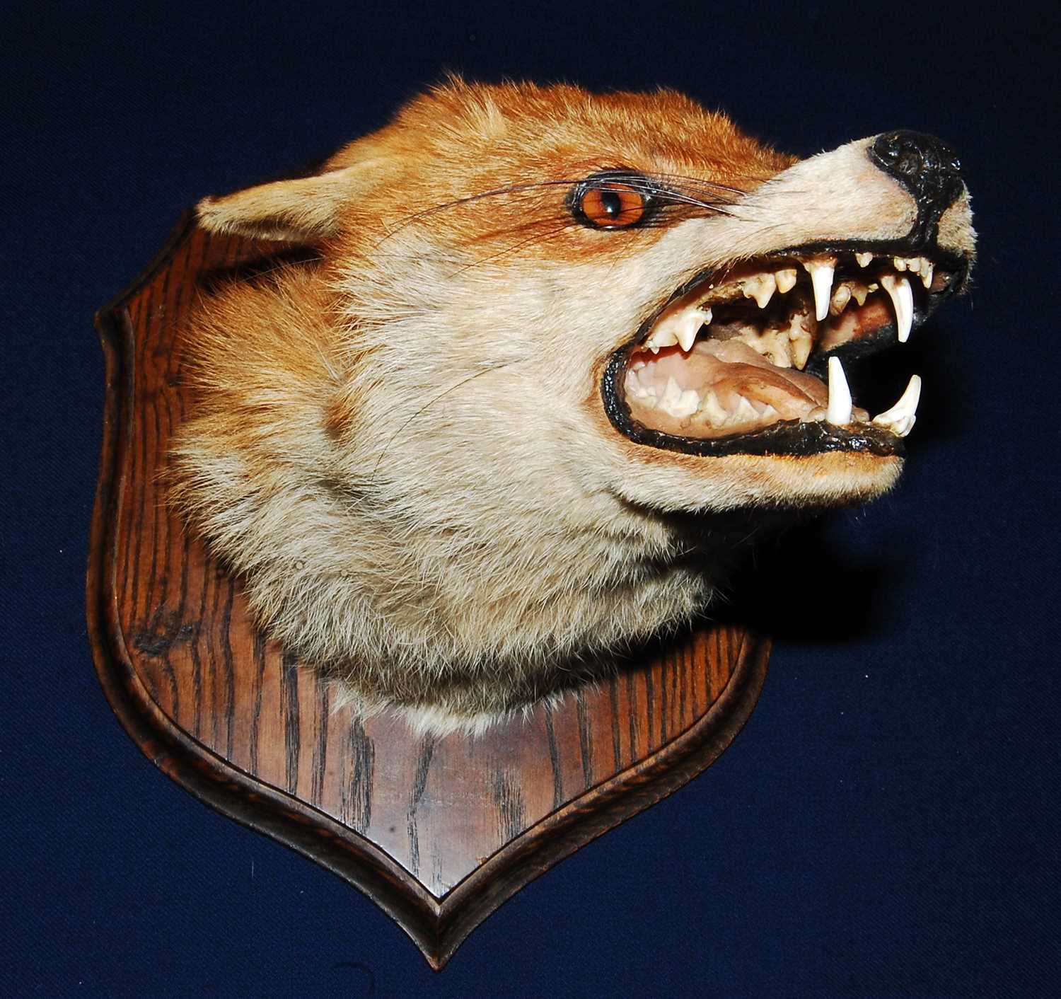 Lot 619 - * A 20th century taxidermy Fox (Vulpes vulpes)...