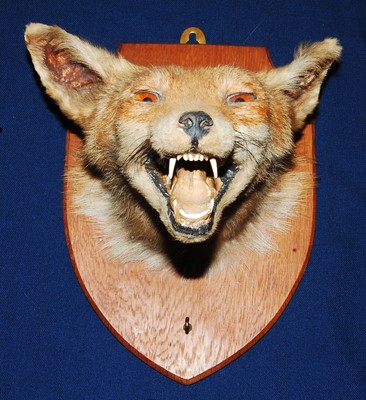 Lot 620 - * An early 20th century taxidermy Fox (Vulpes...