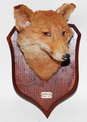 Lot 631 - * An early 20th century taxidermy Fox (Vulpes...