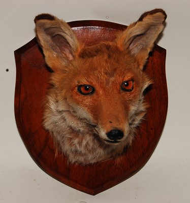 Lot 632 - * An early 20th century taxidermy Fox (Vulpes...