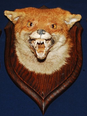 Lot 634 - * An early 20th century taxidermy Fox (Vulpes...