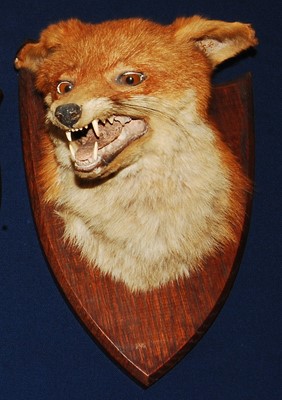 Lot 635 - * An early 20th century taxidermy Fox (Vulpes...