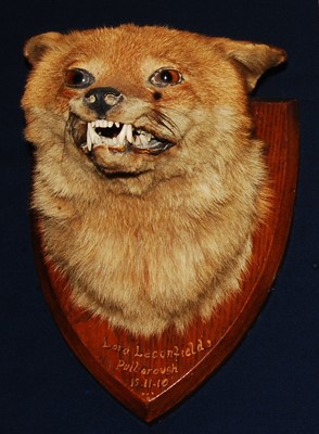 Lot 665 - * An Edwardian taxidermy Fox (Vulpes vulpes)...