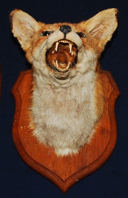 Lot 666 - * A mid-20th century French taxidermy Fox...