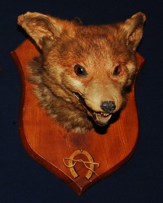Lot 667 - * An early 20th century taxidermy Fox (Vulpes...