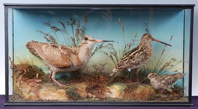 Lot 636 - * A late Victorian taxidermy trio of Snipe, to...