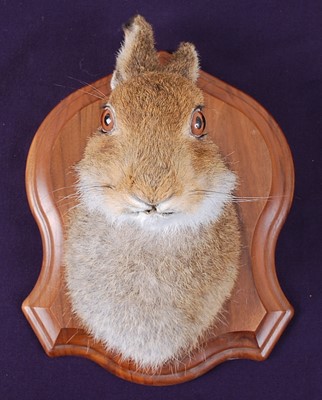Lot 638 - * A taxidermy Hare (Lepus timidus) mask,...