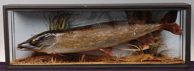 Lot 642 - * A taxidermy Pike (Esox lucius), mounted in a...