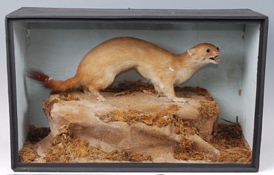 Lot 643 - * A taxidermy Stoat (Mustela erminea) in...