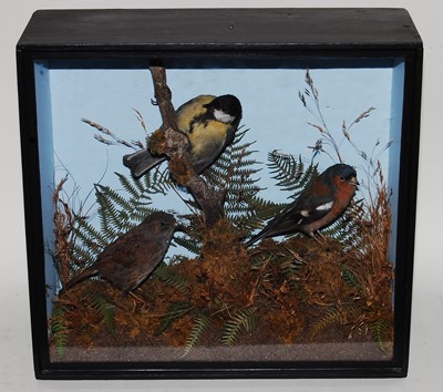 Lot 644 - * A trio of taxidermy birds to include Great...