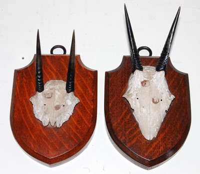 Lot 645 - * A pair of Diki-dik (Madoqua) horns on cut...