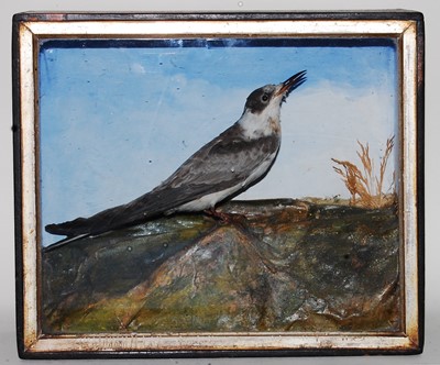 Lot 646 - * An early 20th century taxidermy Black Tern...