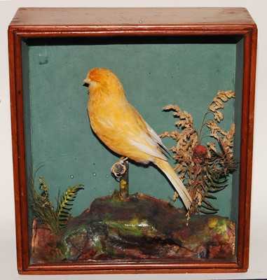 Lot 647 - * A taxidermy Canary (Serinus canaria...