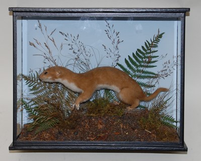 Lot 649 - * A taxidermy Weasel (Mustela), mounted in a...