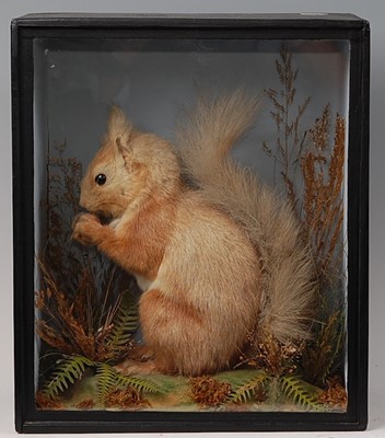 Lot 650 - * A late Victorian taxidermy Red Squirrel...