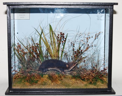Lot 654 - * A taxidermy Water-Shrew (Neomys fodiens),...