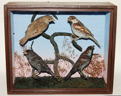 Lot 656 - * An early 20th century taxidermy bird group...