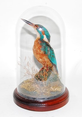Lot 661 - * A taxidermy Kingfisher (Alcedo atthis),...