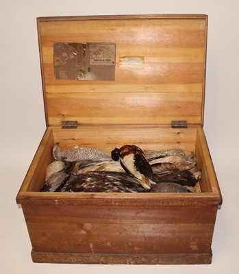 Lot 664 - * A taxidermy collection of birds of prey and...