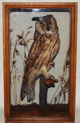 Lot 670 - * A circa 1900 taxidermy Long-eared Owl (Asio...