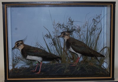 Lot 678 - * A pair of taxidermy Lapwing (Vanellus...
