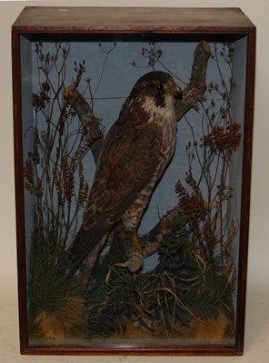 Lot 680 - * A late Victorian taxidermy Peregrine Falcon...