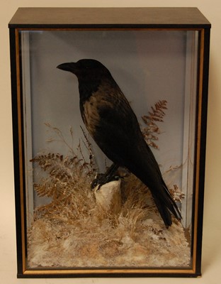 Lot 684 - * A taxidermy Crow (Corvus cormix), (corone &...