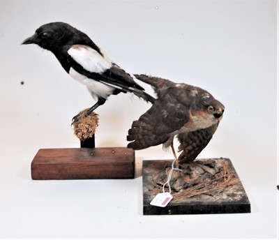 Lot 9 - An early 20th century taxidermy male...
