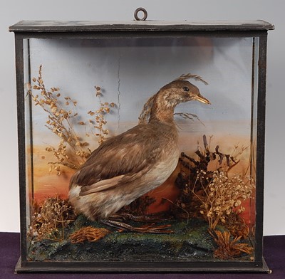 Lot 687 - * An early 20th century taxidermy Little Grebe...