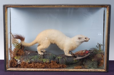 Lot 688 - * An early 20th century taxidermy Ermine Stoat...