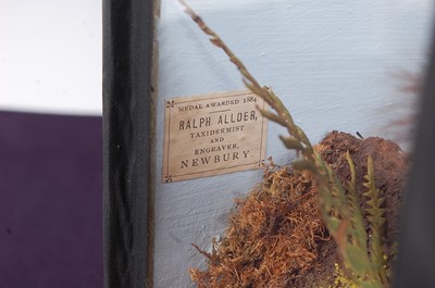 Lot 688 - * An early 20th century taxidermy Ermine Stoat...