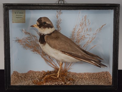 Lot 689 - * An early 20th century taxidermy Ringed...