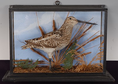 Lot 690 - * An early 20th century taxidermy Common Snipe...
