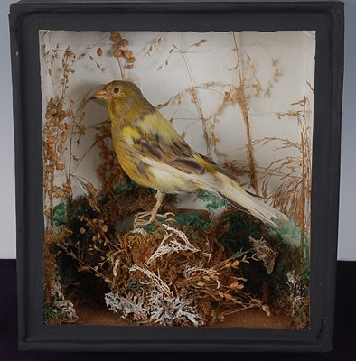 Lot 693 - * An early 20th century taxidermy Canary...
