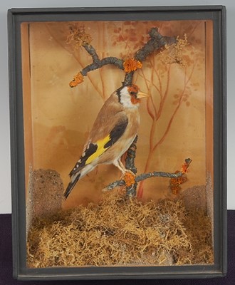 Lot 694 - * An early 20th century taxidermy Goldfinch...