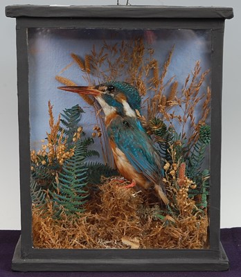 Lot 695 - * An Edwardian taxidermy Kingfisher (Alcedo...