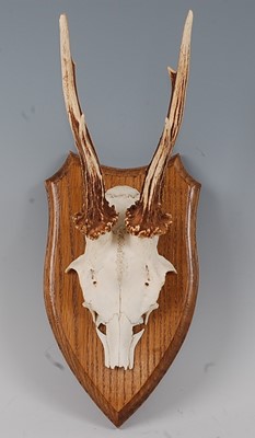 Lot 717 - * A pair of Roe Deer (Capreolus capreolus)...