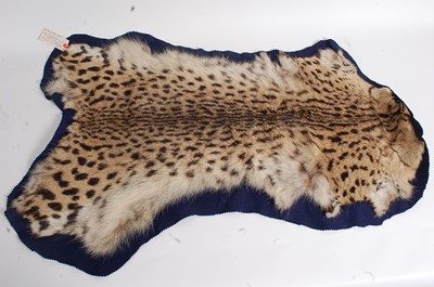 Lot 723 - * An early 20th century taxidermy Serval cat...
