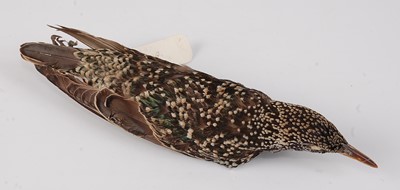 Lot 726 - * An early 20th century taxidermy cabinet skin...
