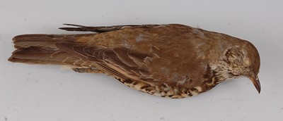 Lot 727 - * A taxidermy cabinet skin of a Song thrush...