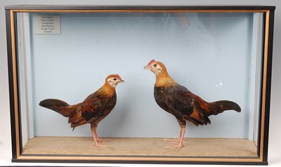 Lot 731 - * A pair of taxidermy partridge coloured Old...