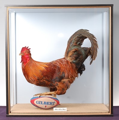 Lot 515 - * A large taxidermy French Cockerel (Gallus...