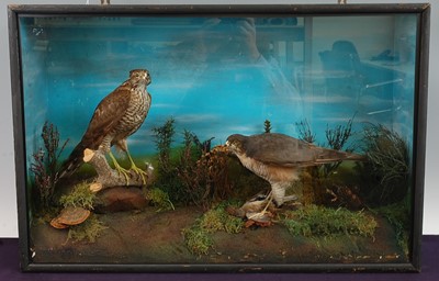 Lot 701 - * A taxidermy pair of Sparrowhawk (Accipiter...