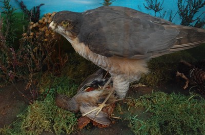 Lot 701 - * A taxidermy pair of Sparrowhawk (Accipiter...