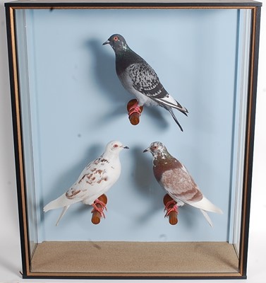 Lot 703 - * A trio of taxidermy Pigeons (Columbidae),...