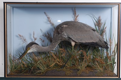 Lot 706 - * A taxidermy Heron (Ardeidae), full mount on...