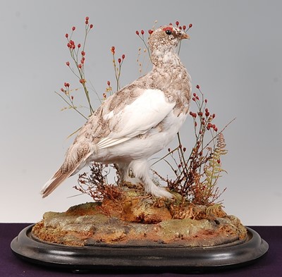 Lot 710 - * A taxidermy Red Grouse (Lagopus lagopus...